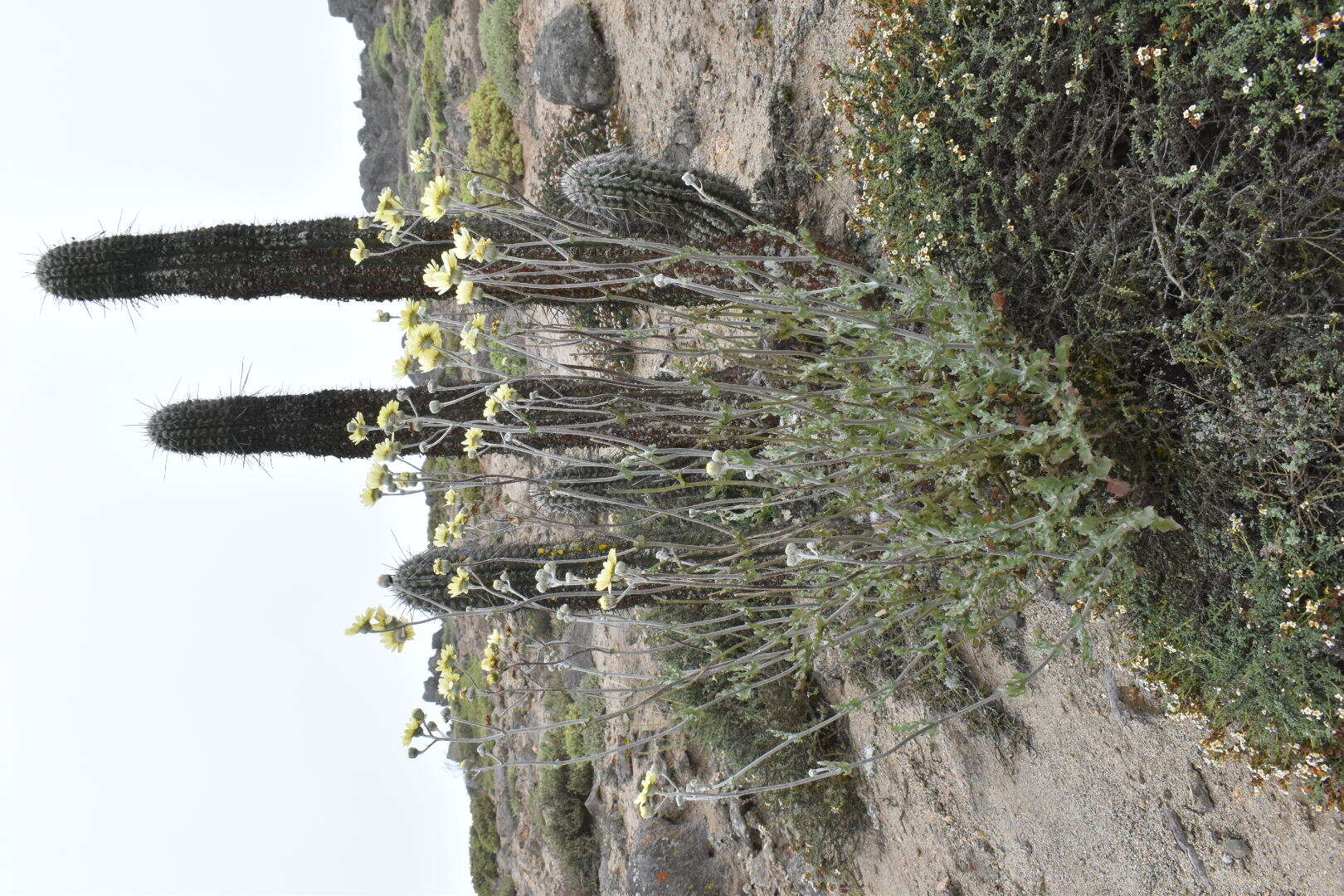 Слика од Senecio antofagastanus Cabrera