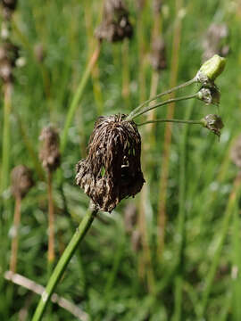 Image of Lady's leek