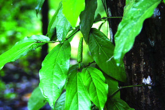 Image of Indian long pepper