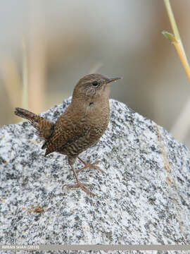 Image of Eurasian Wren