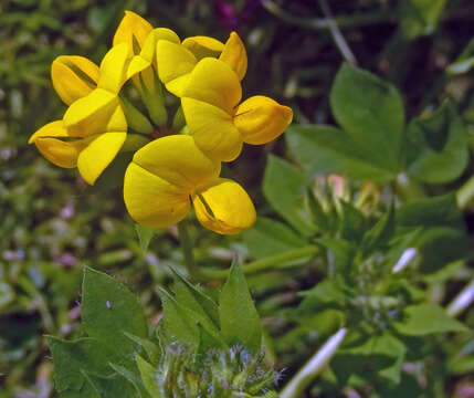 Image of Common Bird's-foot-trefoil