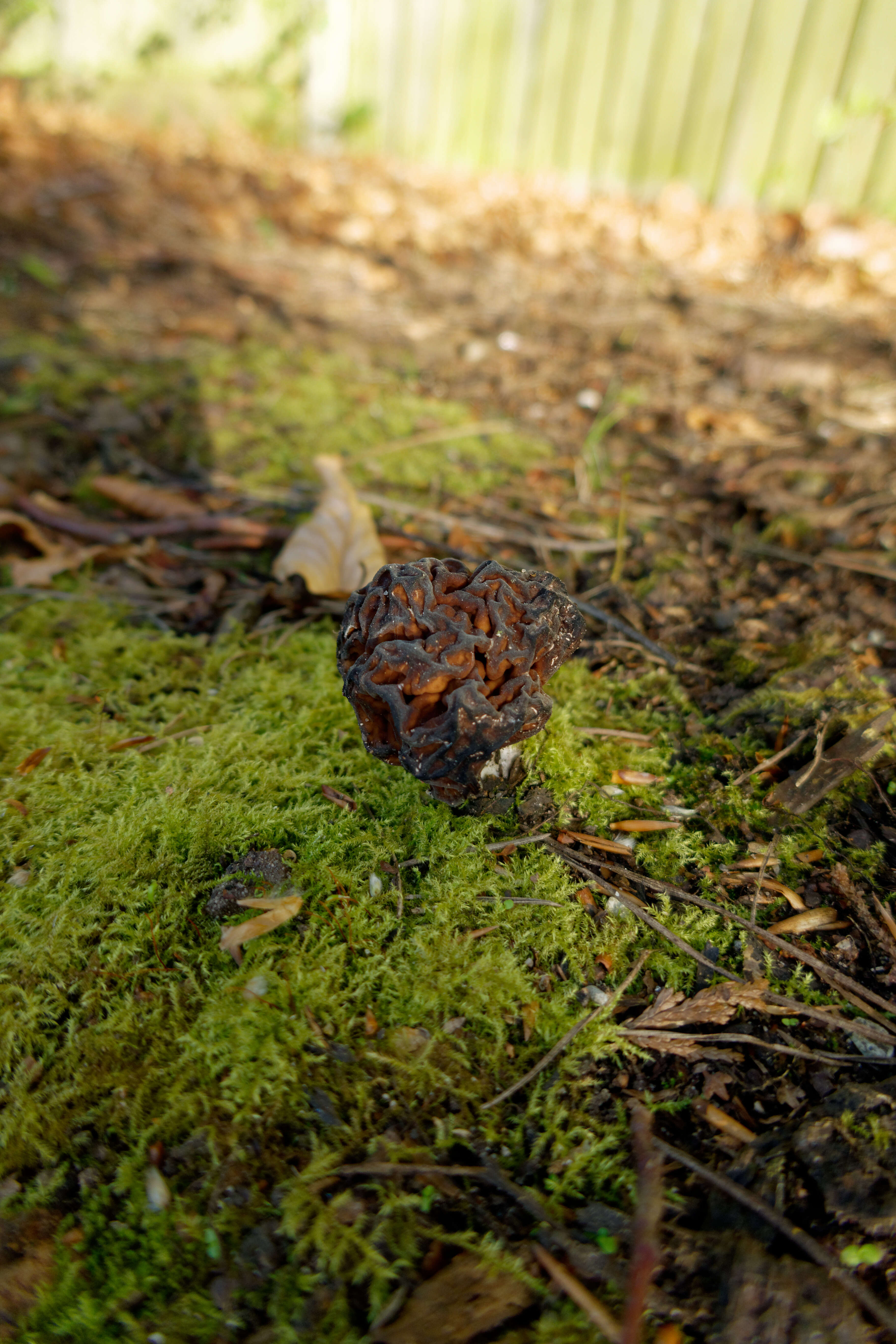 Image of Gyromitra esculenta (Pers.) Fr. 1849