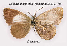 Image of Logania marmorata Moore 1884