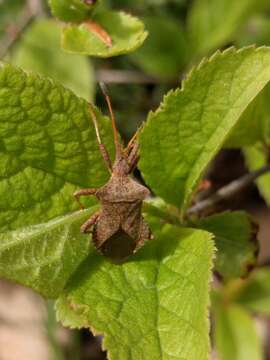 Image of Coreus