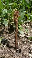 Imagem de Orobanche reticulata Wallr.