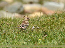 Image of Twite