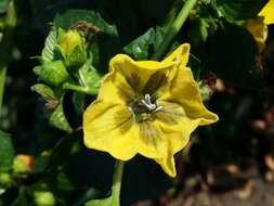 Image de Tomatille