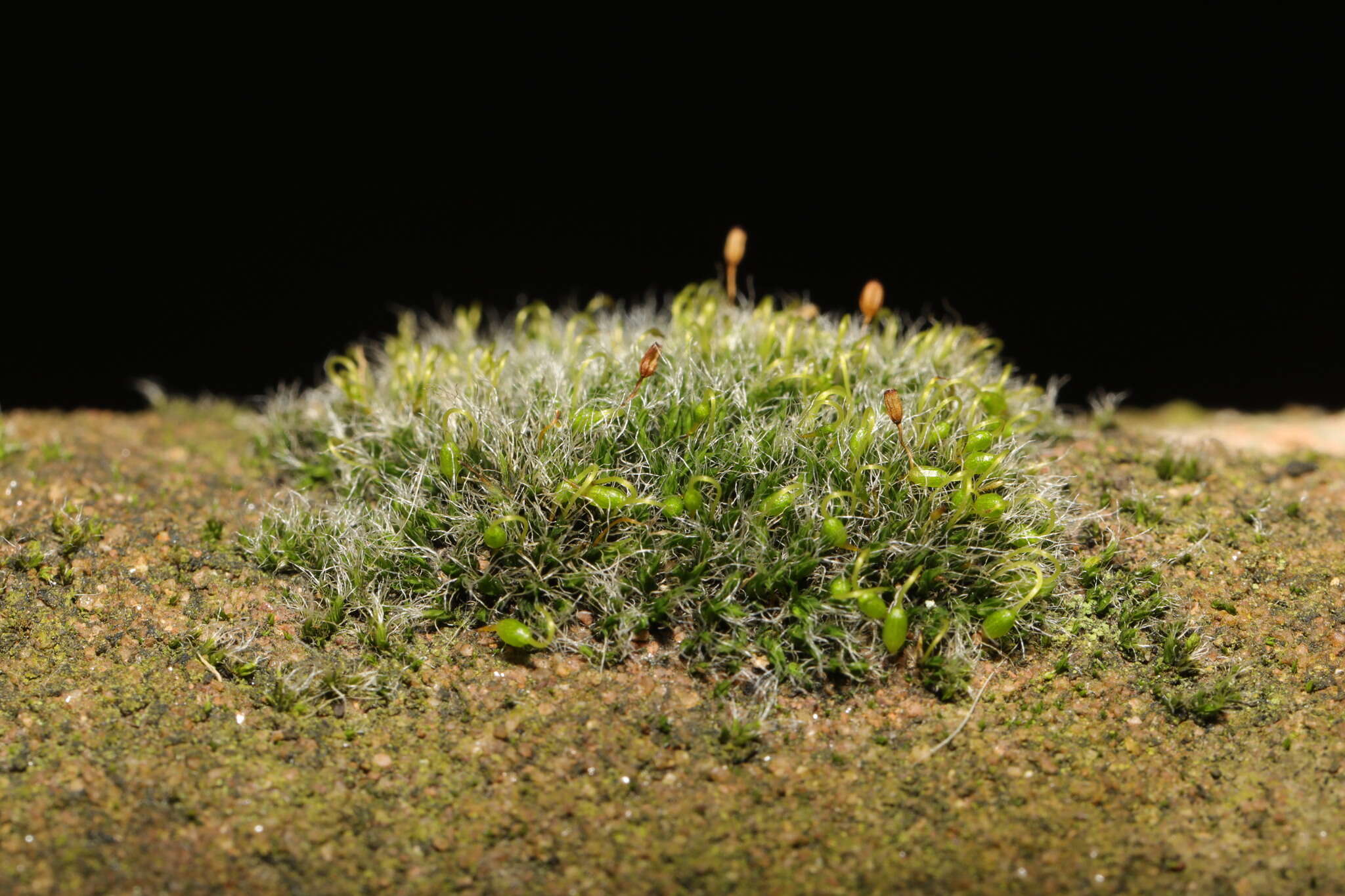 Image of pulvinate dry rock moss