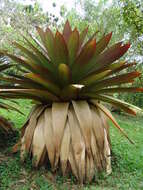 Image of Alcantarea imperialis (Carrière) Harms