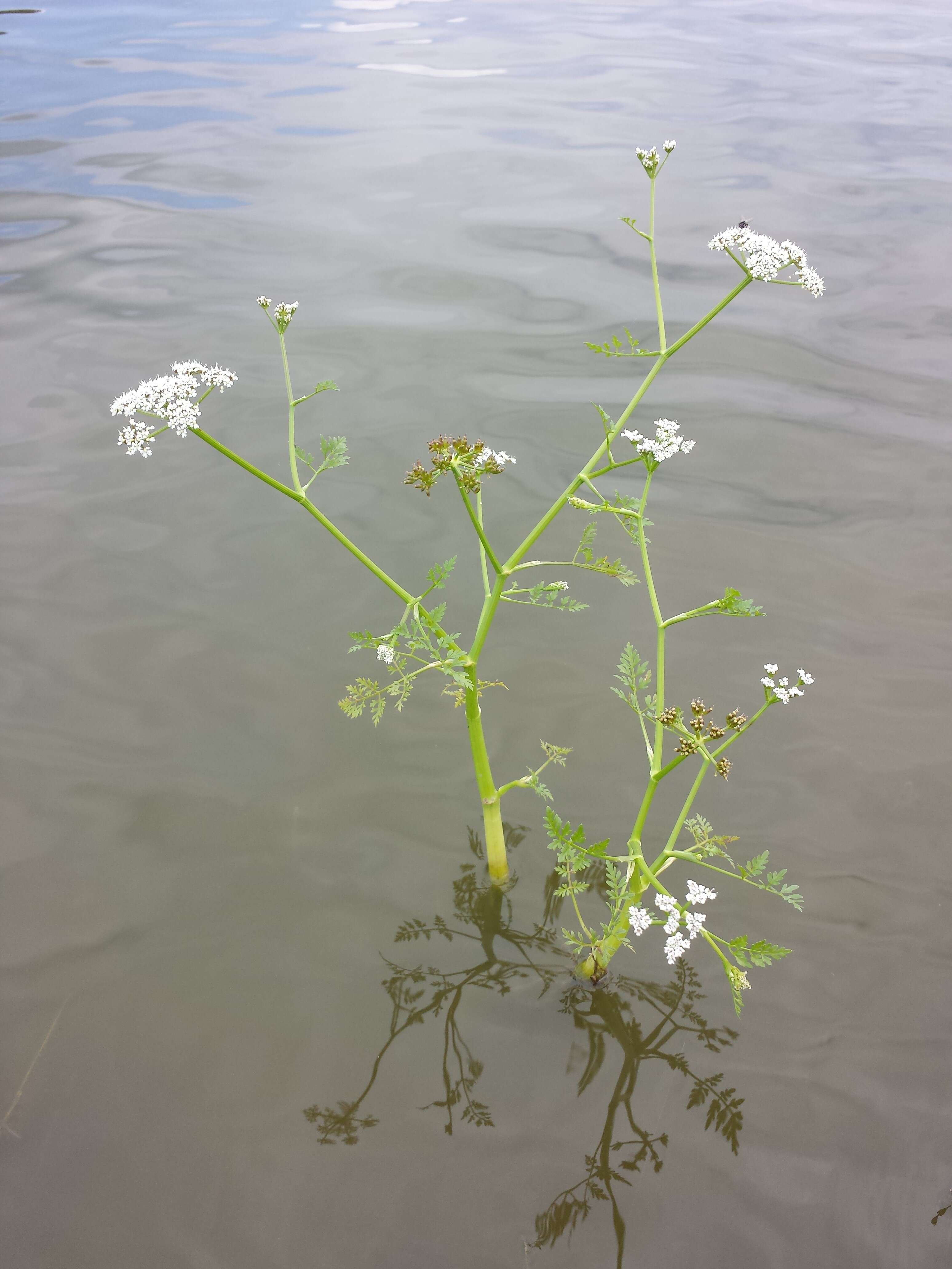 Imagem de Oenanthe aquatica (L.) Poir.