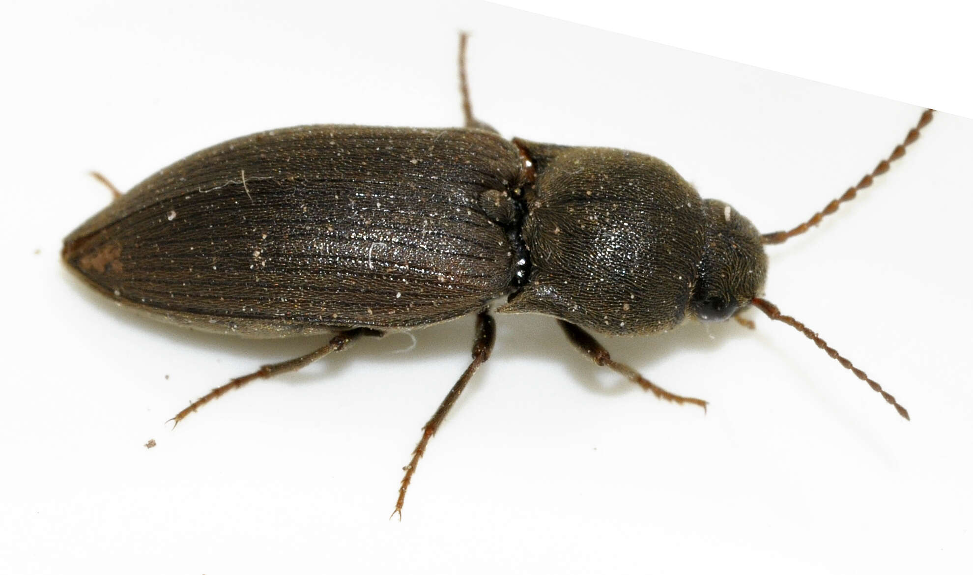 Image of Agriotes obscurus