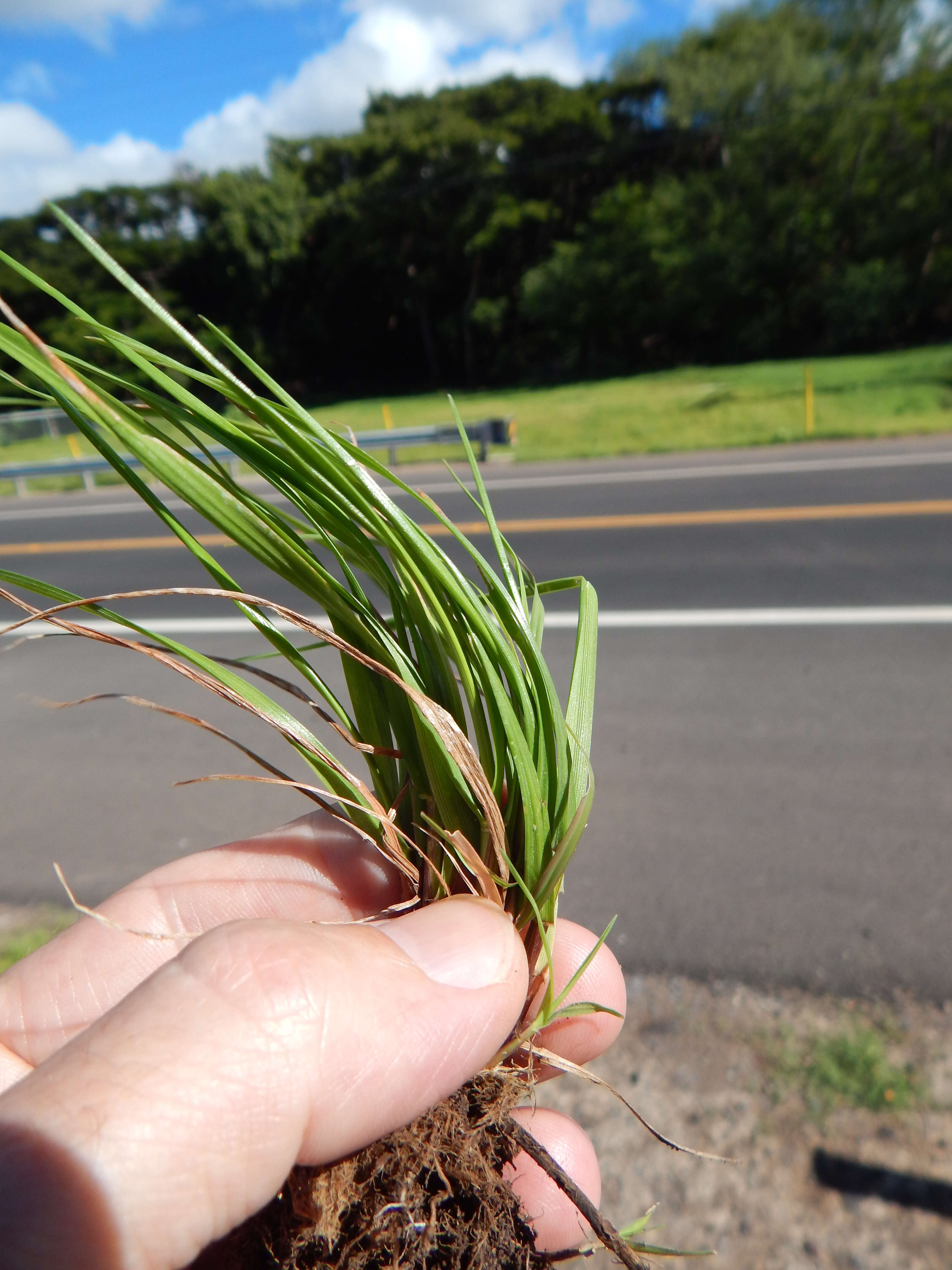 Image of Italian Rye Grass