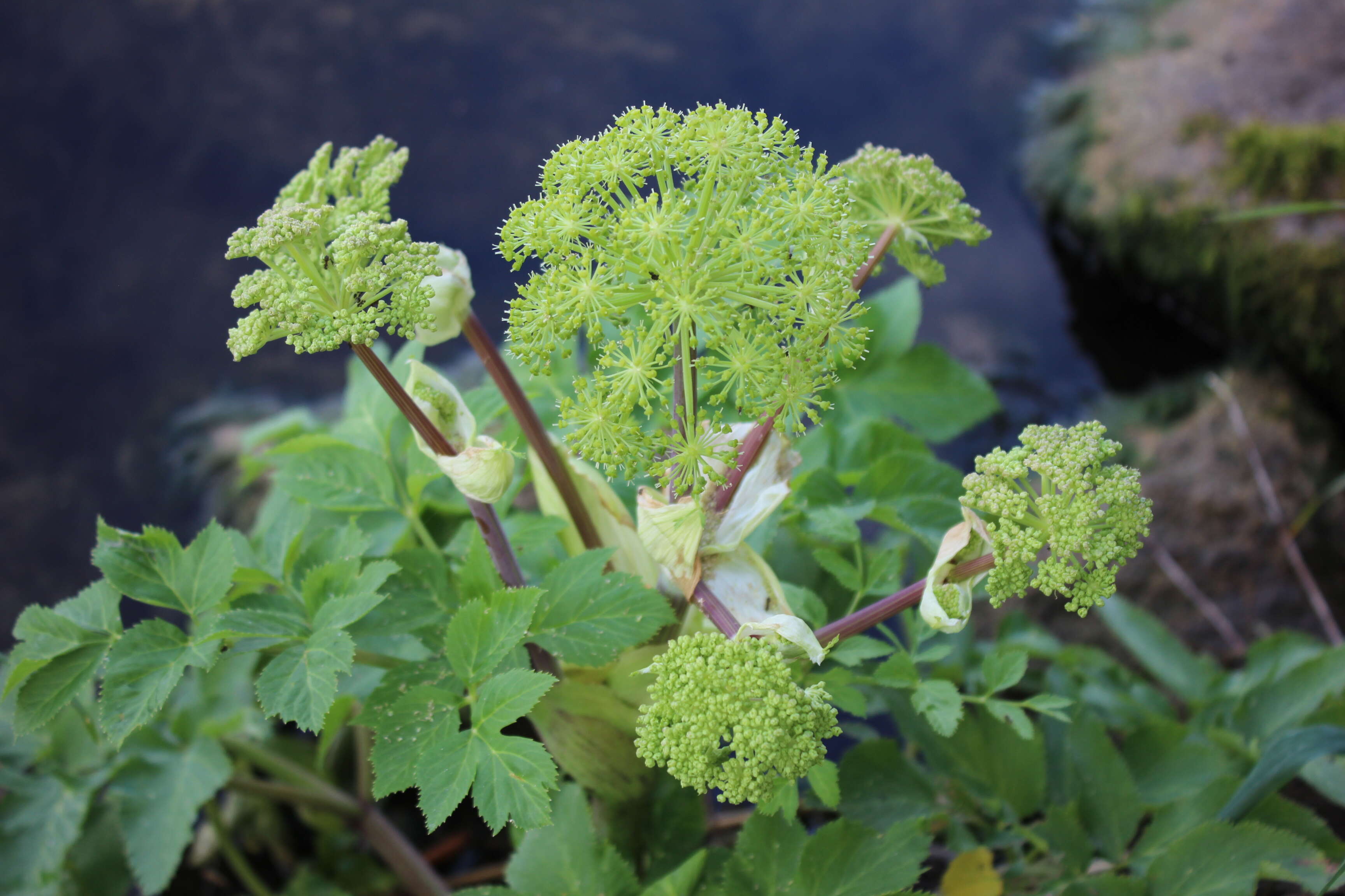 Image of Norwegian angelica