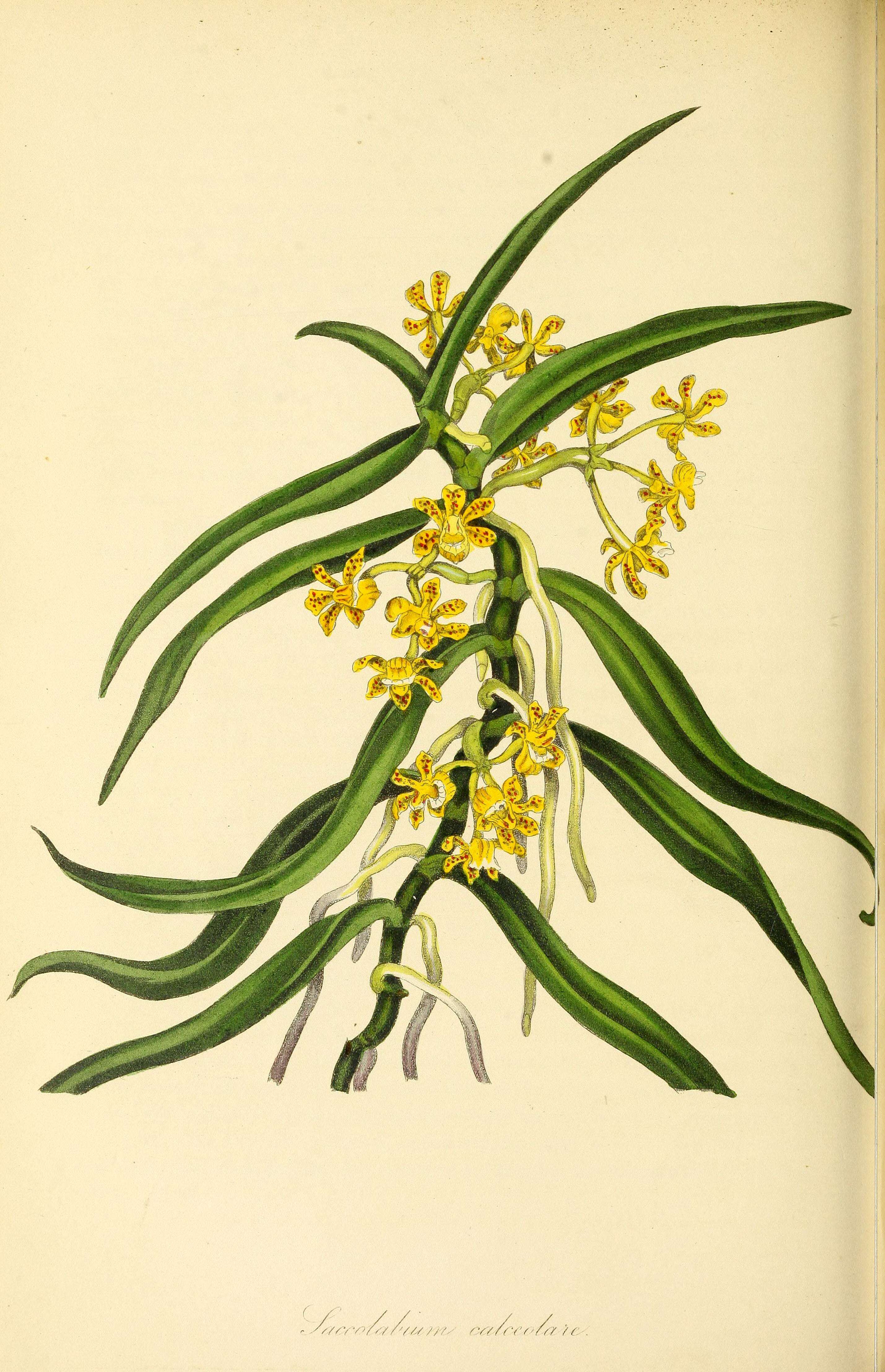 Image of Gastrochilus