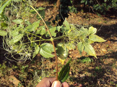 Image of Clematis javana DC.