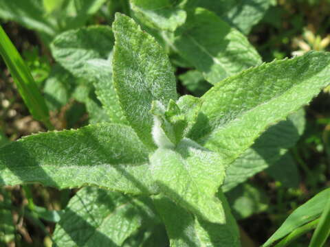 Image of Horse Mint