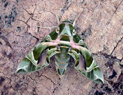 Image of oleander hawk-moth