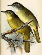 Image of White-throated Greenbul