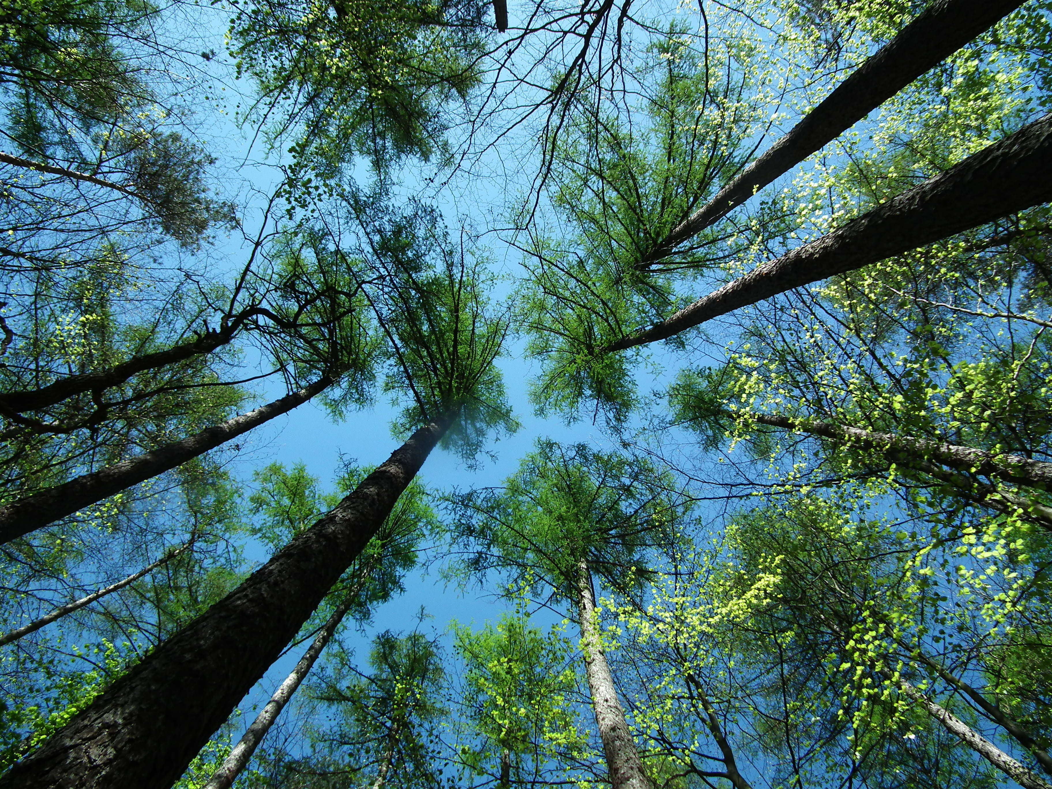 Plancia ëd Larix decidua Mill.