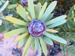 Image of grey conebush