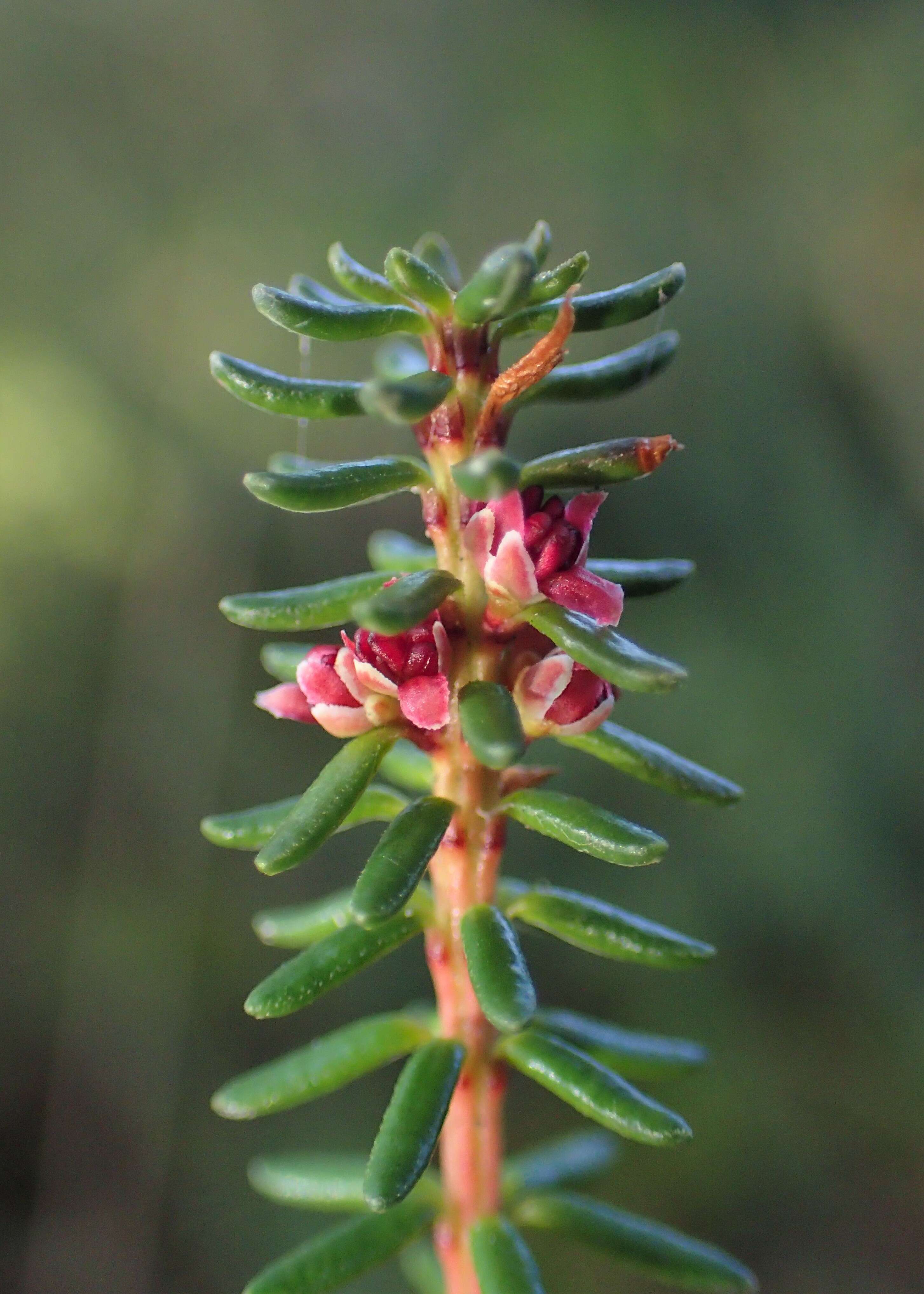 Image of black crowberry