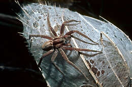 Image of Dolomedes minor L. Koch 1876