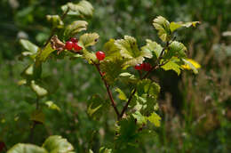 Image of Mountain Currant