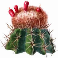 Imagem de Melocactus lemairei (Monv. ex Lem.) Miq. ex Lem.