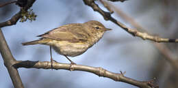 Image of Common Chiffchaff