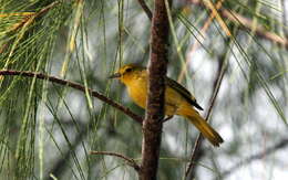 Image of Mangrove Warbler