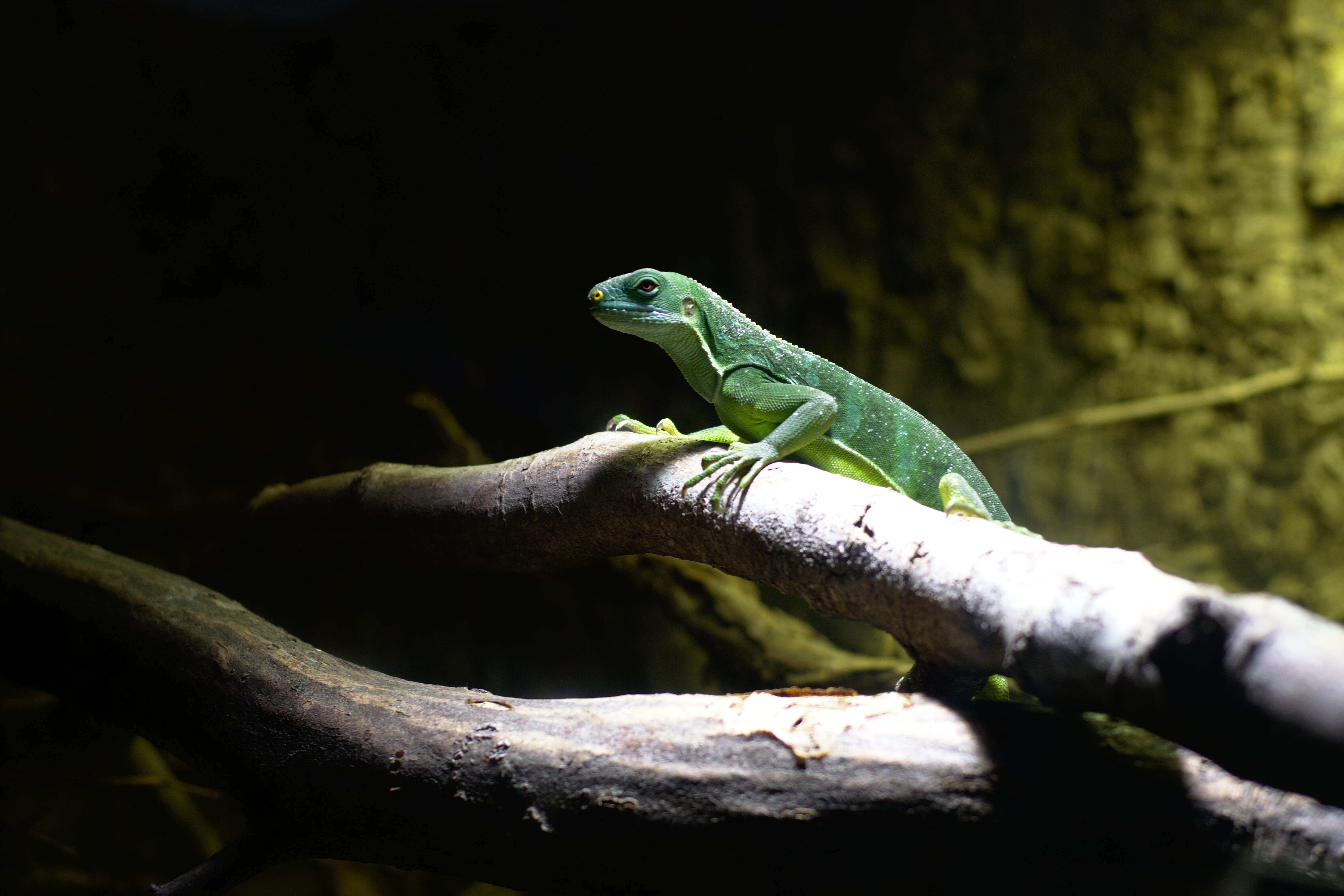 Image of Fiji iguanas