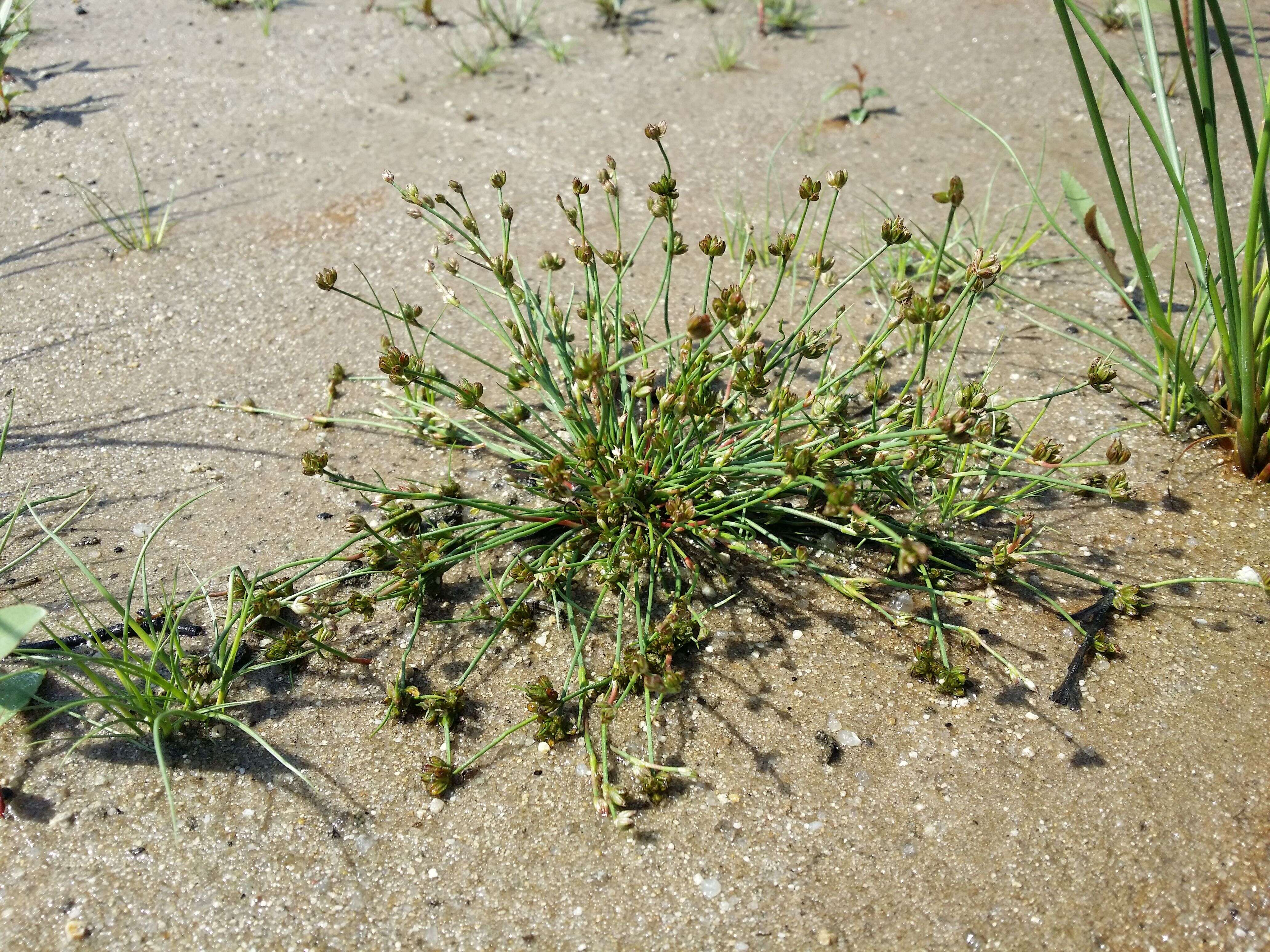 Juncus bulbosus L.的圖片