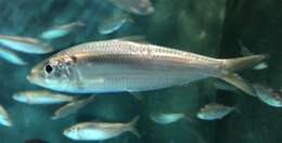 Image of Japanese sardinella