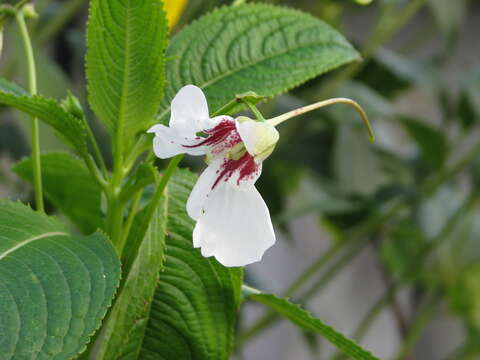 Image of Impatiens tinctoria A. Rich.