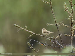 Image of Siberian Chiffchaff