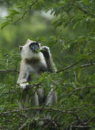 Image de Semnopithecus priam Blyth 1844