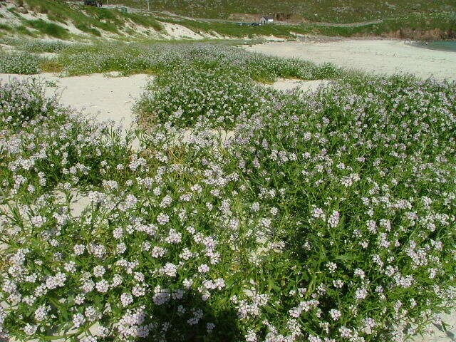 Image of Sea Stock