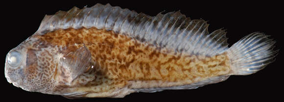 Image of Freckled Blenny