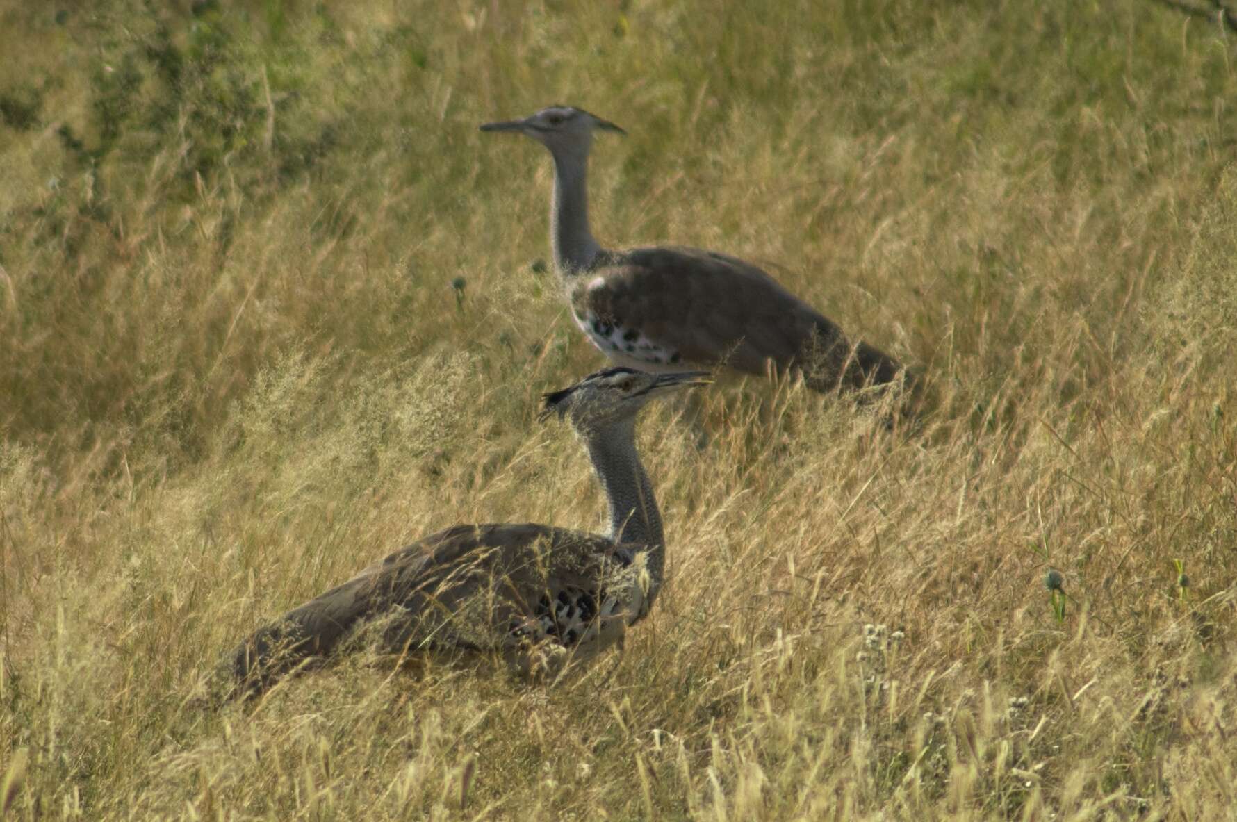 Image of Kori Bustard