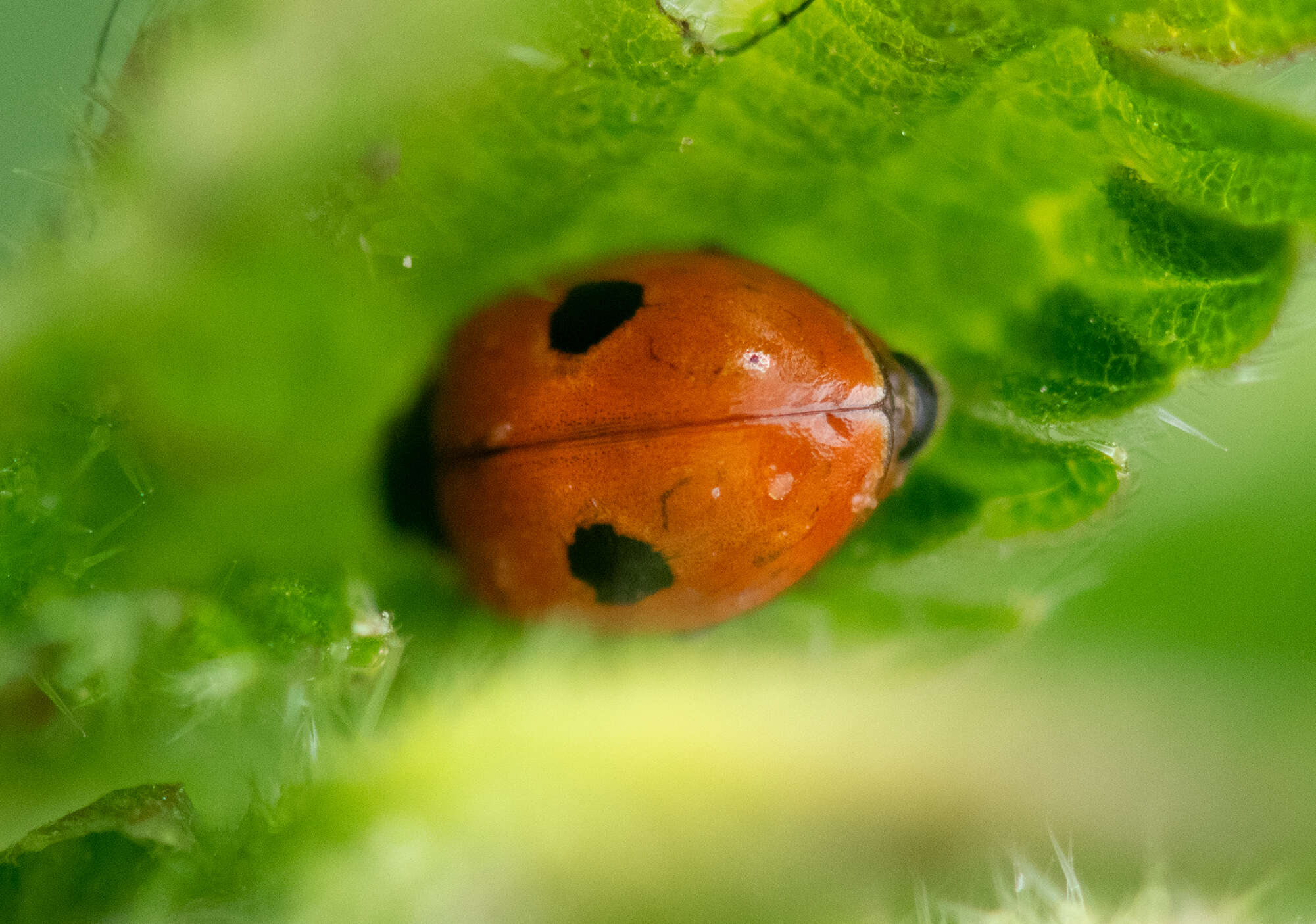 Plancia ëd Adalia bipunctata (Linnaeus 1758)