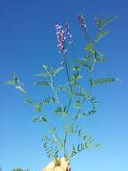 Imagem de Vicia tenuifolia Roth