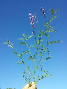 Imagem de Vicia tenuifolia Roth