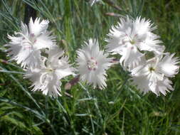 Image of Dianthus anatolicus Boiss.