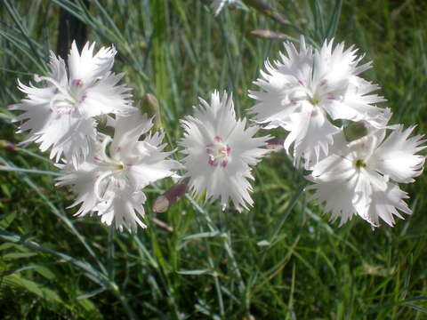 Imagem de Dianthus anatolicus Boiss.