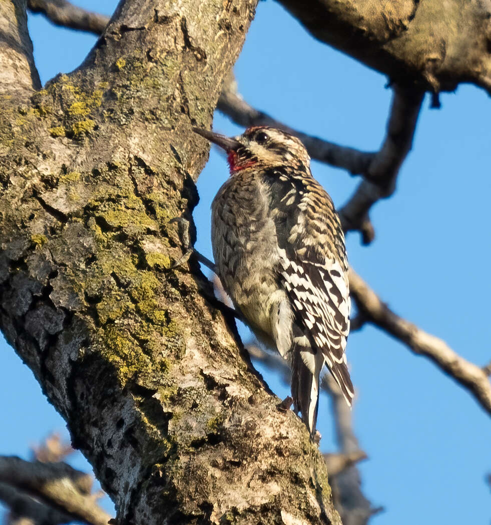 Image of Sapsucker