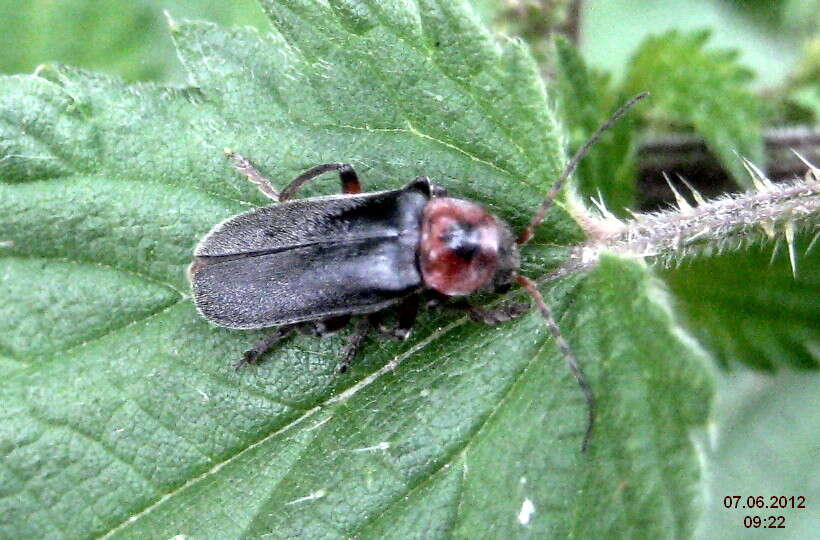 Image of Cantharis rustica