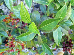 Plancia ëd Psychotria ligustrifolia (Northr.) Millsp.