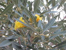 Image of Caribbean trumpet tree