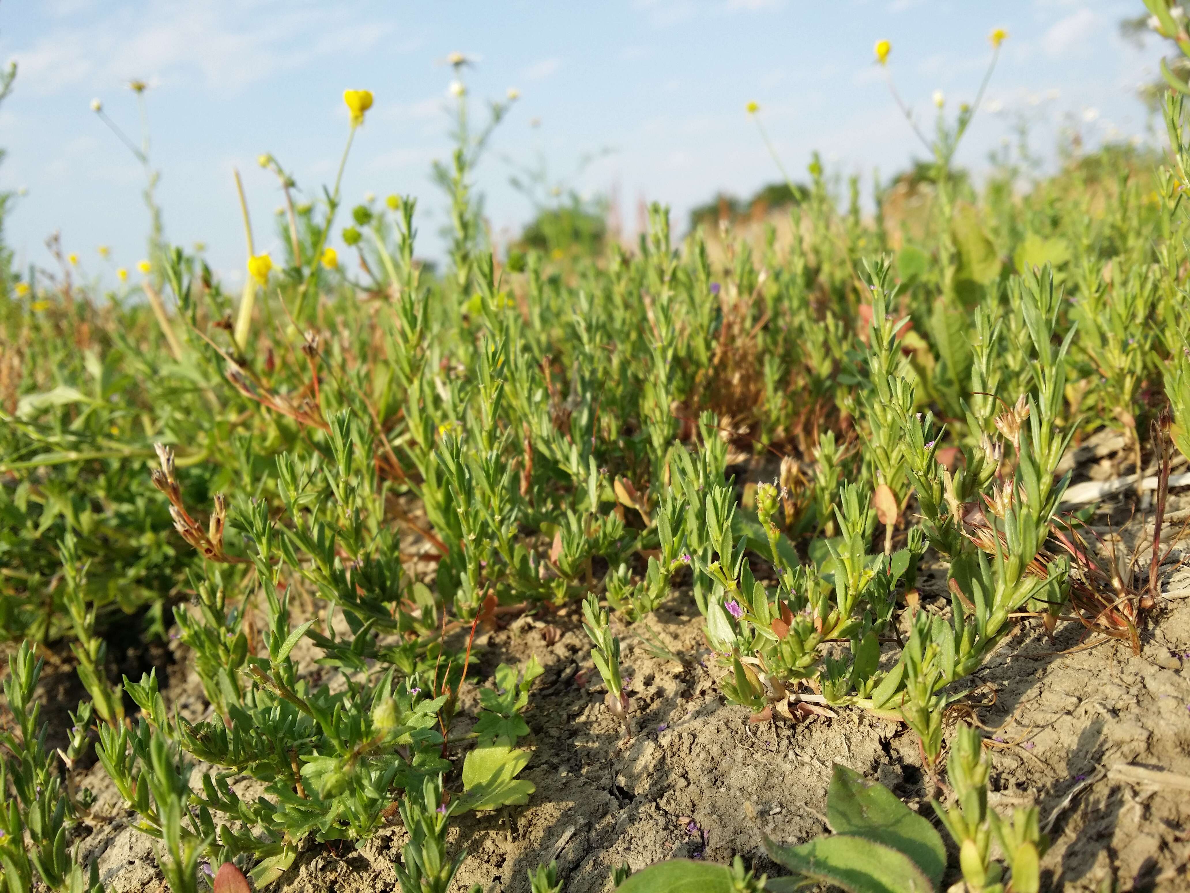 Image of Grass-poly