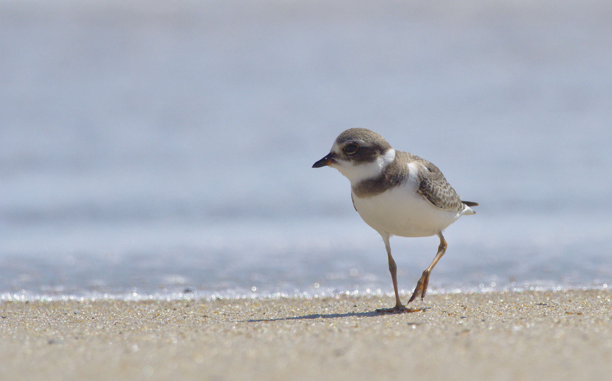 Image of Semipalmated Plover